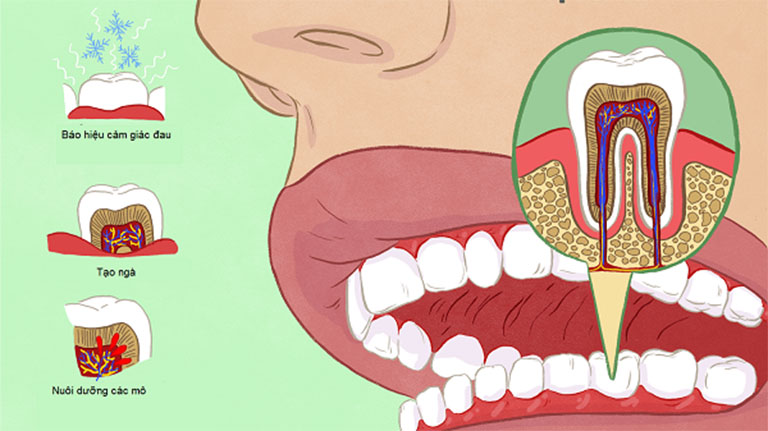 chức năng của tủy răng