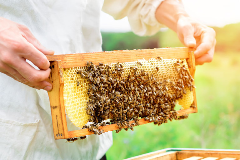 chữa viêm lợi bằng mật ong