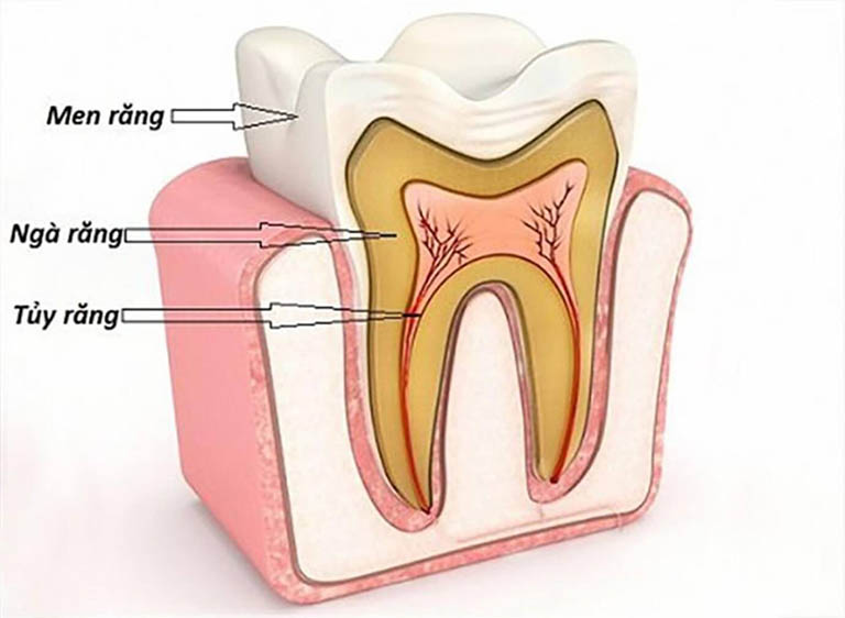 vị trí các răng hàm dưới
