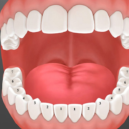 Cấu trúc hàm răng gồm 2 phần là thân răng và chân răng