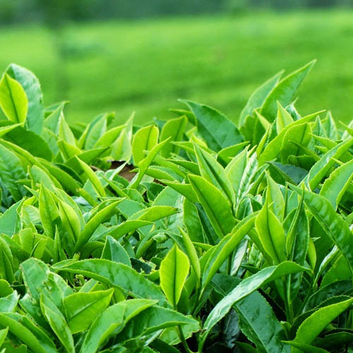Thành phần trong trà xanh có đặc tính chống viêm, diệt khuẩn