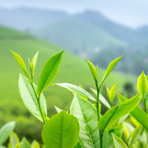 Nhai lá trà xanh để giảm tình trạng đau nhức răng